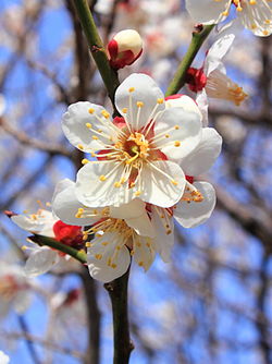 250px-Prunus_mume.jpeg