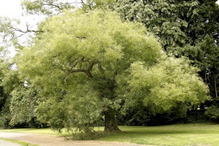 800px-Sophora_japonica_JPG2Aa.jpeg