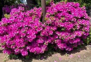IMG_1645.jpg