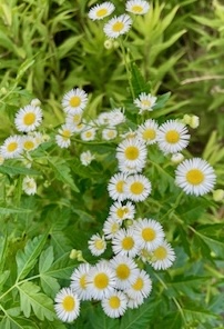 IMG_1768.jpg