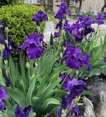 IMG_9492.jpg