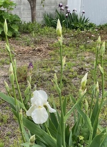 IMG_9509.jpg