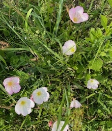 IMG_9532.jpg