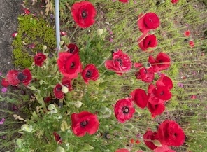 IMG_9553.jpg