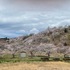 IMG_5508.jpg