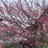 IMG_9186.jpg