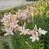 IMG_1736.jpg
