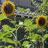 IMG_1953.jpg