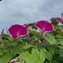 IMG_2036.jpg
